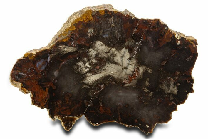 Colorful Hubbard Basin Petrified Wood Slab - Nevada #337721